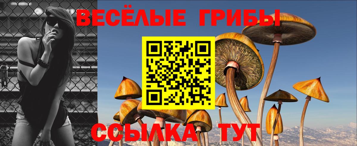 Псилоцибиновые грибы Psilocybe Солнечногорск